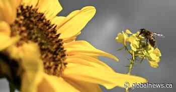 Bee attack in southern France leaves 3 hospitalized, 24 injured
