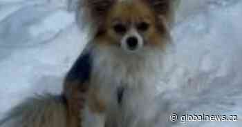 ‘A four-legged hero’: Chihuahua helps rescue owner who fell into glacier