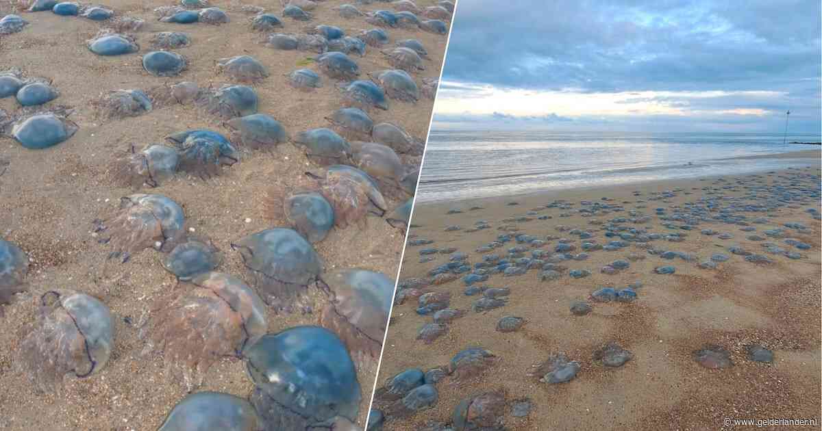 Enorme hoeveelheid kwallen aangespoeld op Vlieland
