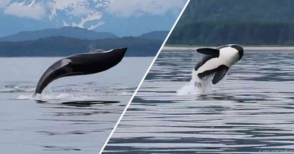 KIJK | Bijzondere beelden tonen orka's die in VS uit water springen