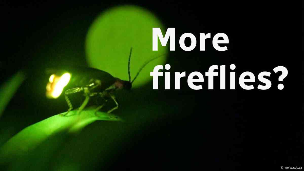 Fireflies on the rise? Montrealers spotting more lightning bugs in their backyards