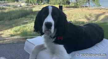 7-month-old puppy becomes sick and dies after swimming in Merritt-area lake