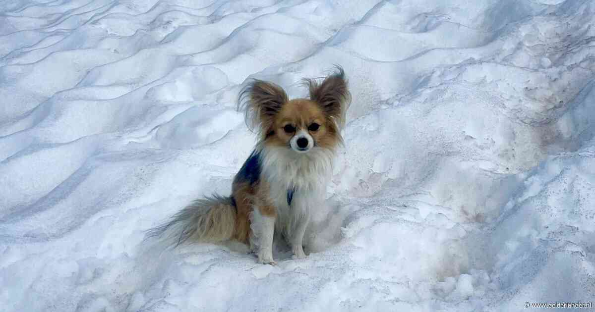 Chihuahua helpt baasje redden na val in Zwitserse kloof van 8 meter diep: ‘Viervoetige held!’