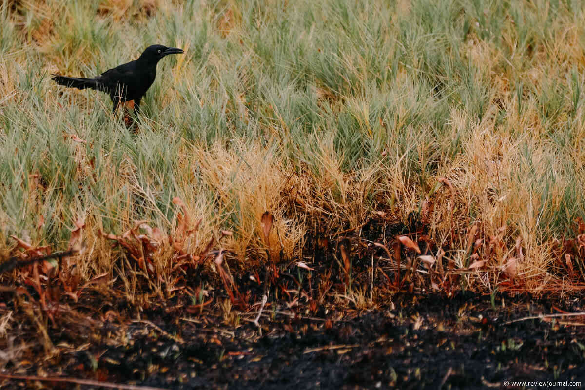 This is how Clark County Wetlands Park will recover from recent fires