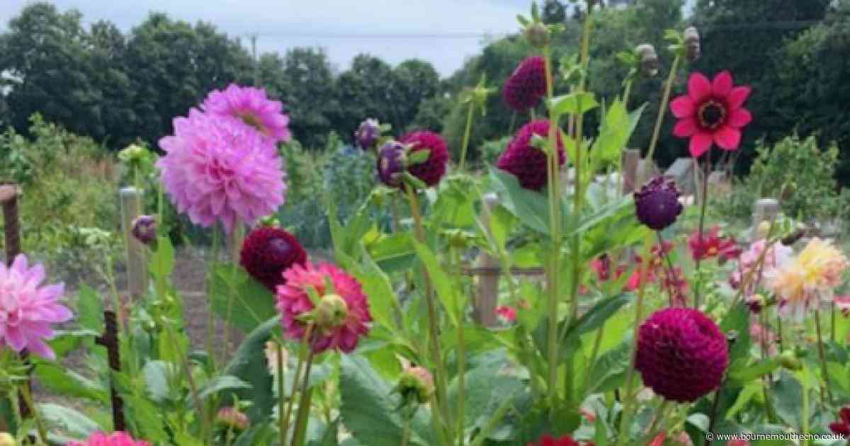 Wimborne Gardening Club to host annual late summer show in Dorset