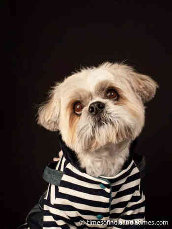 10 pet dog breeds perfect for first-time owners