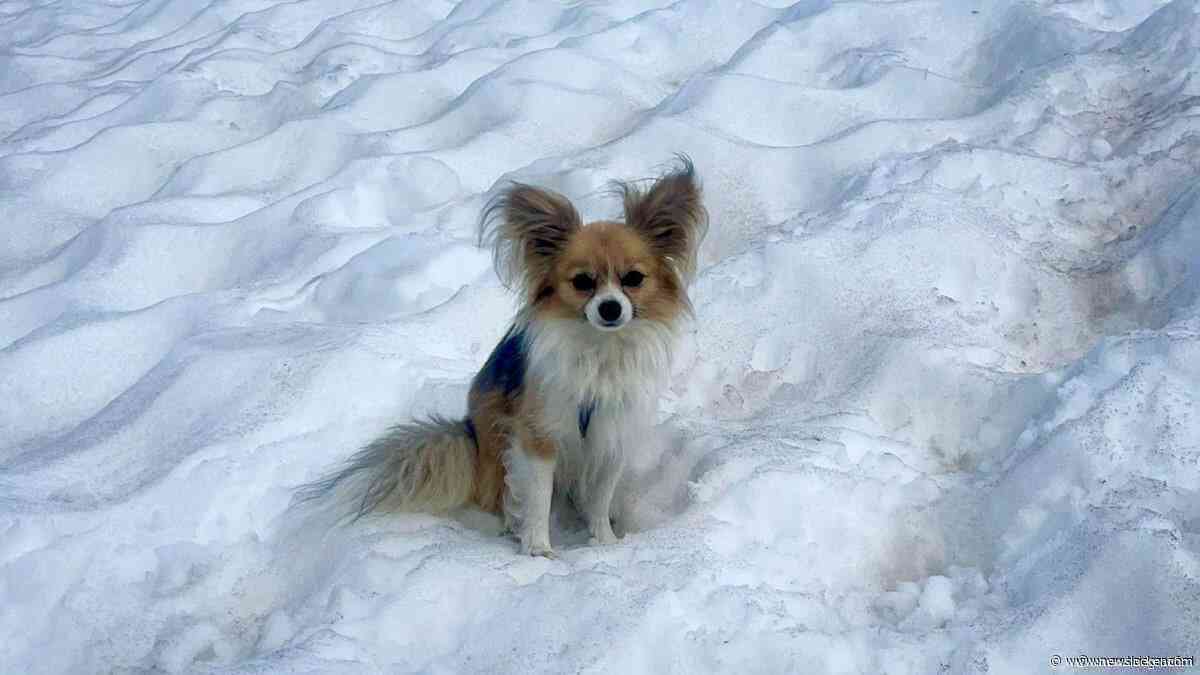 Chihuahua redt baasje na val in Zwitserse gletsjer