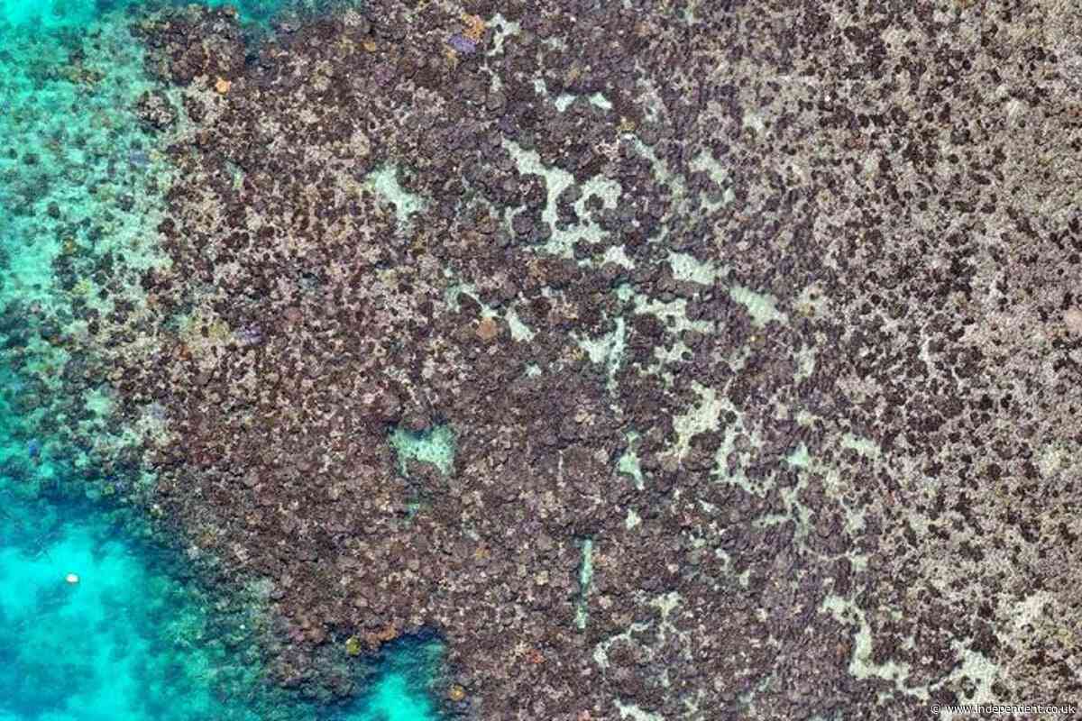 Lizard Island coral death reaches 92 per cent after 2024 bleaching event, study finds