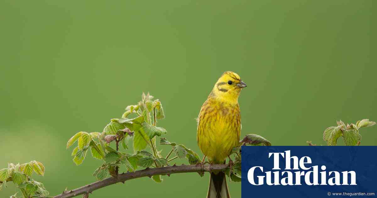 Country diary: As I cycle along, it feels as if each yellowhammer is handing me on to the next | Ed Douglas