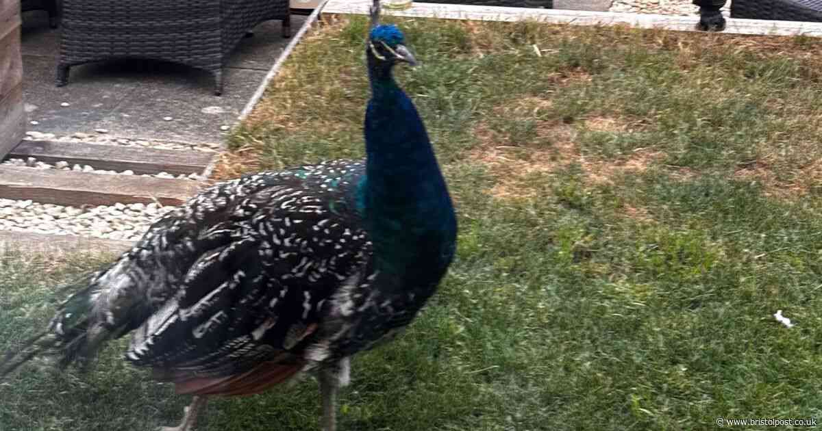 'It acts like it owns the place' - peacock terrorising residents of sleepy market town