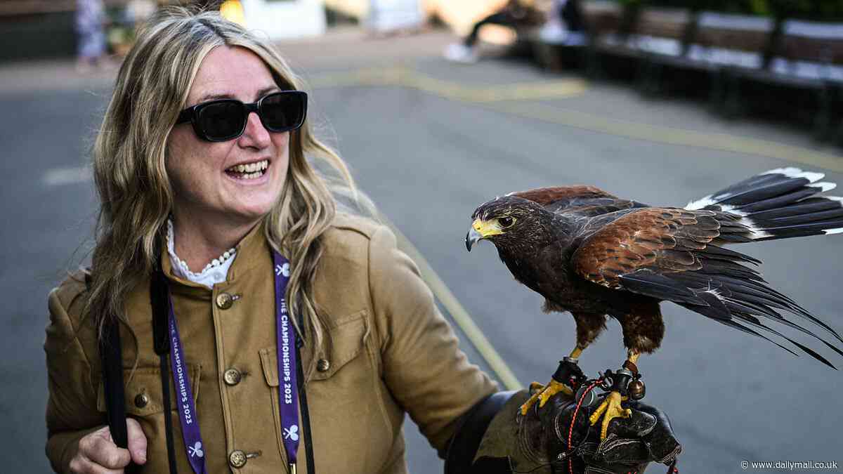 Wimbledon hit by succession crisis as their iconic hawk, Rufus, fails to breed amid questions over whether he is gay