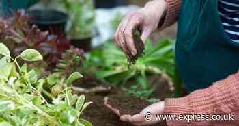 Garden soil will be 'healthier' than ever if you avoid one common method
