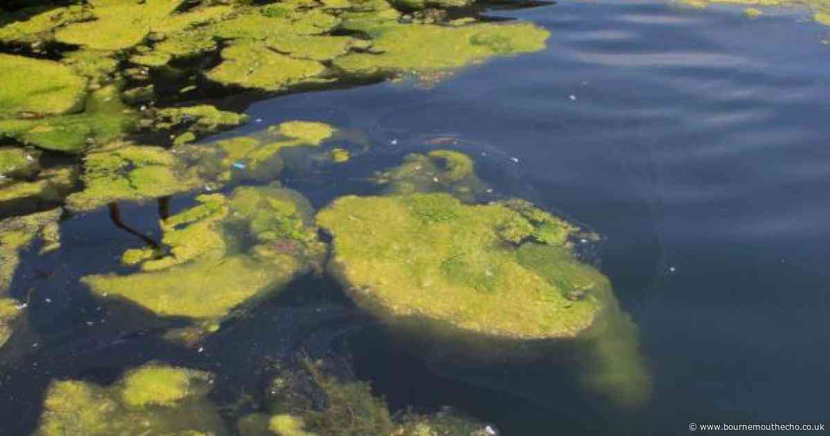 Dog owners warned as blue-green algae blooms spotted across the UK