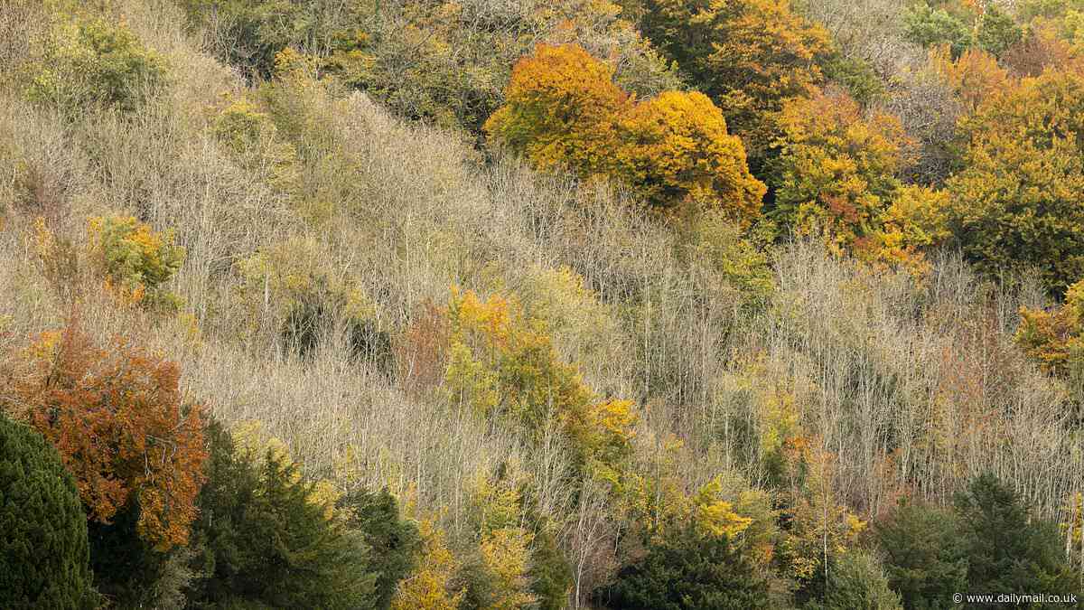 Scientists rejoice as British trees evolve resistance to devastating ash dieback fungus