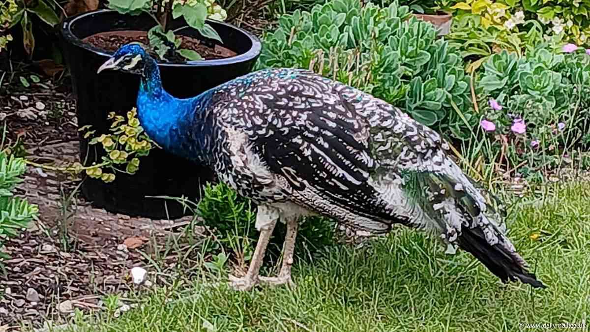 Peacock terrorises town: Families living in fear of feathered thug ravaging vegetable patches and waking neighbourhood with mating calls