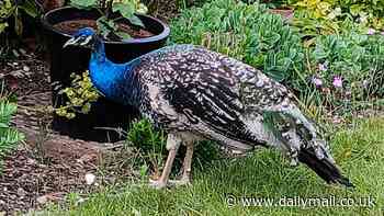Peacock terrorises town: Families living in fear of feathered thug ravaging vegetable patches and waking neighbourhood with mating calls