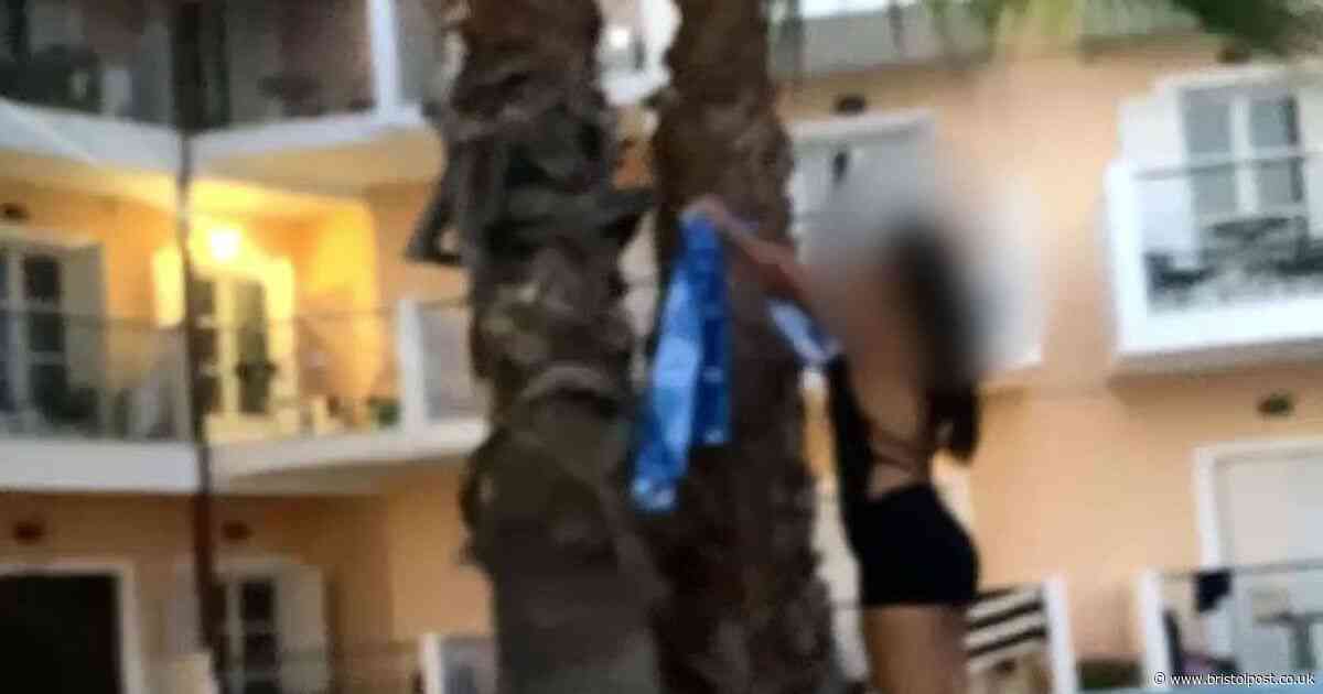 Summer workers grab towels reserving sunbeds and throw them into trees