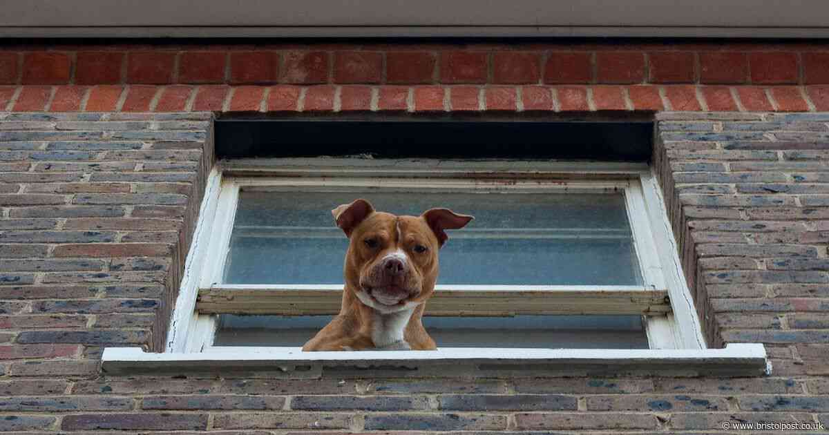 Dog owners risk legal action if their pet doesn't behave between 7am and 4.30pm