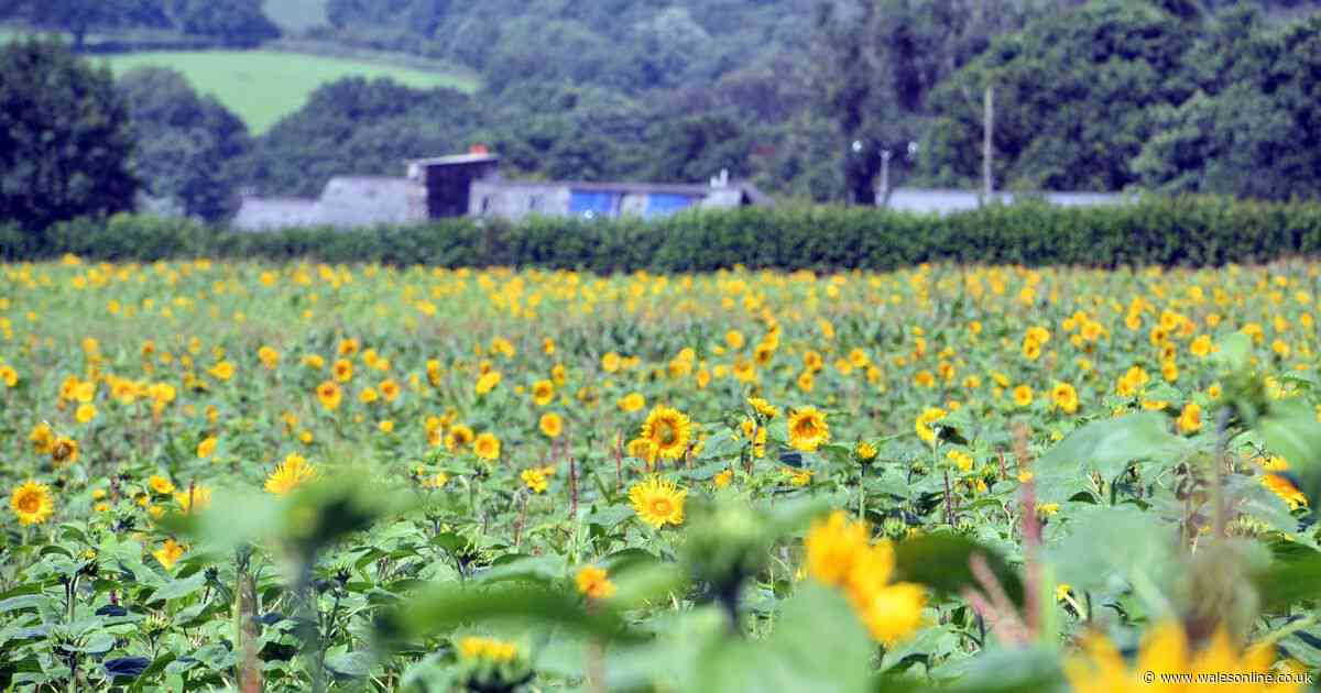 Beautiful sunflower field and maize maze only minutes from Cardiff to open within weeks