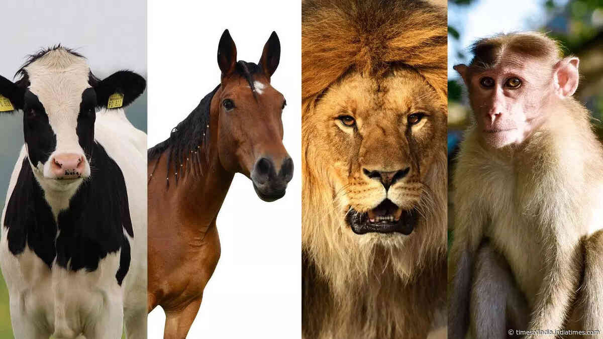 Personality test: The animal you choose reveals THIS about you