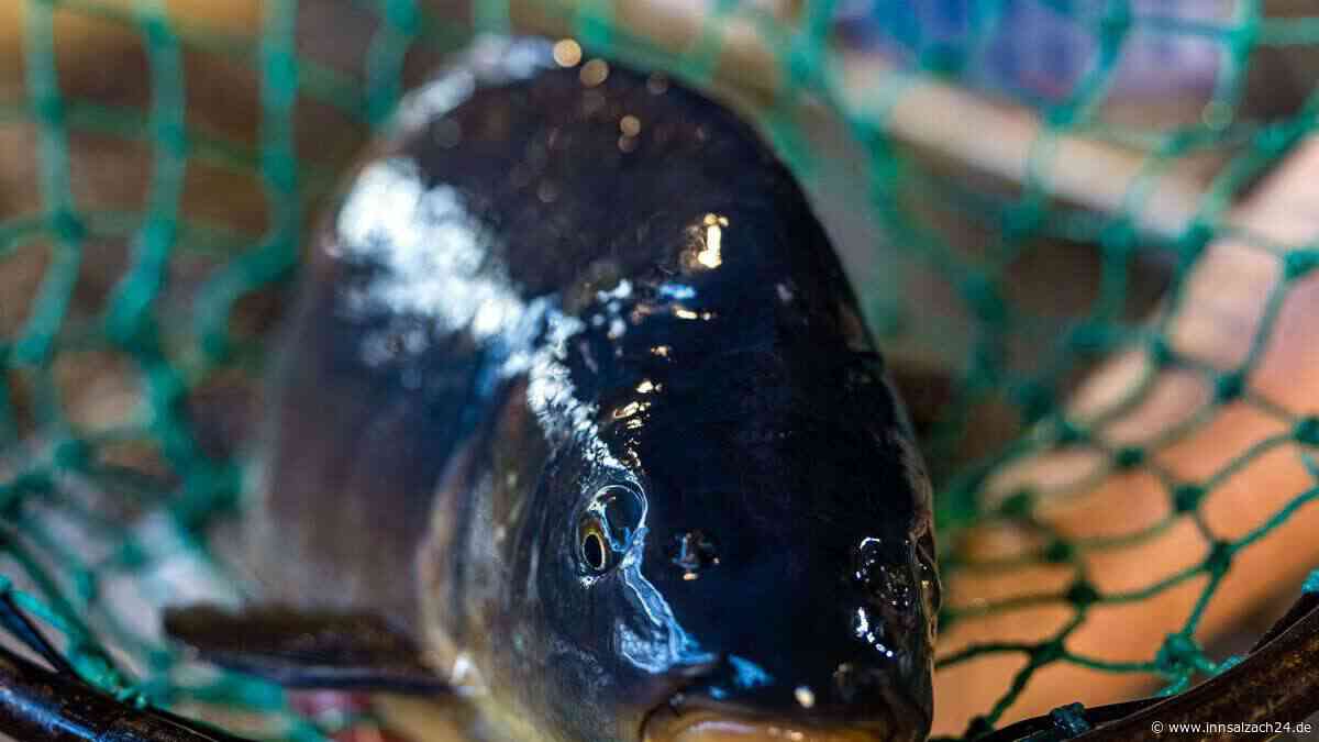 Tiere aus Teich bei Gars am Inn gestohlen: Wer ist der Fisch-Dieb?