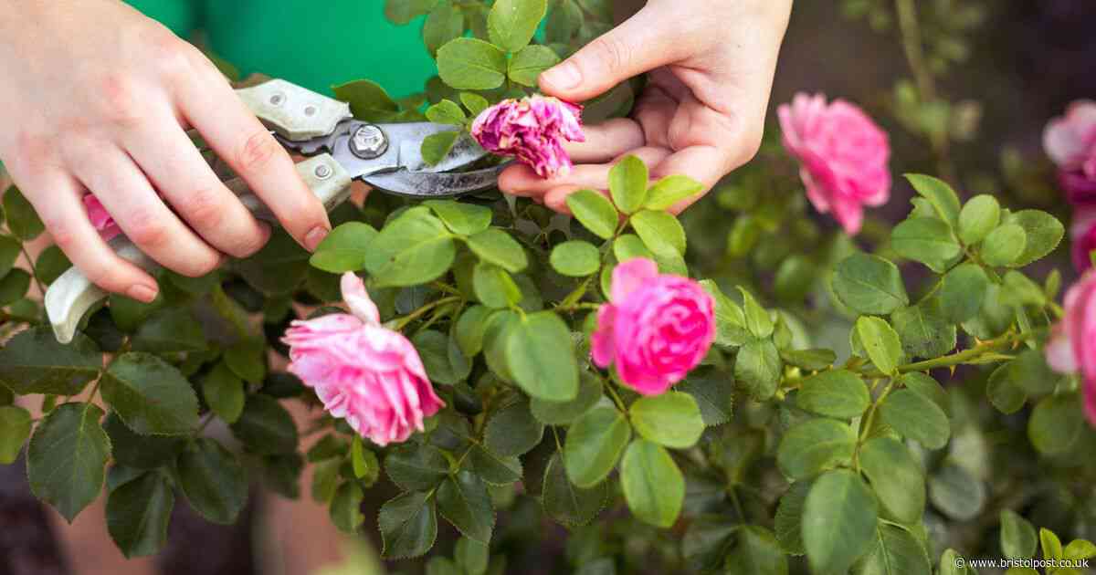 'I asked neighbour to water my garden but what she did to roses left me livid'