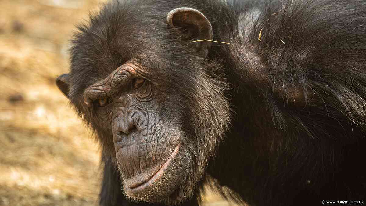 Monkeying around: Chimps adopt pointless social fads such as wearing grass in their ears, hilarious pictures show