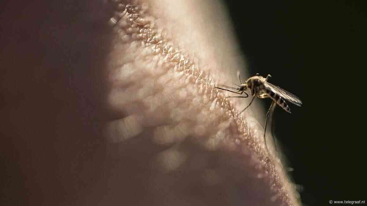 Amper drie milliseconden om op te sporen en te doden: maakt deze laser voorgoed korte metten met muggen in de kamer?