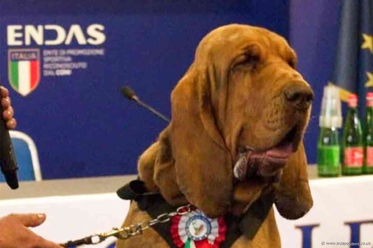 How the brutal killing of a sniffer dog has outraged Italy