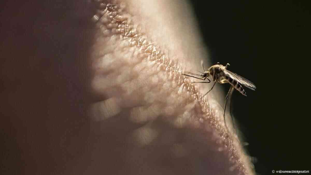 Amper drie milliseconden om op te sporen en te doden: maakt deze laser voorgoed korte metten met muggen in de kamer?