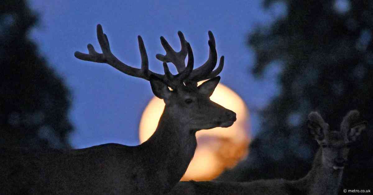 This week’s low-hanging Buck Moon will show a strange illusion on the horizon