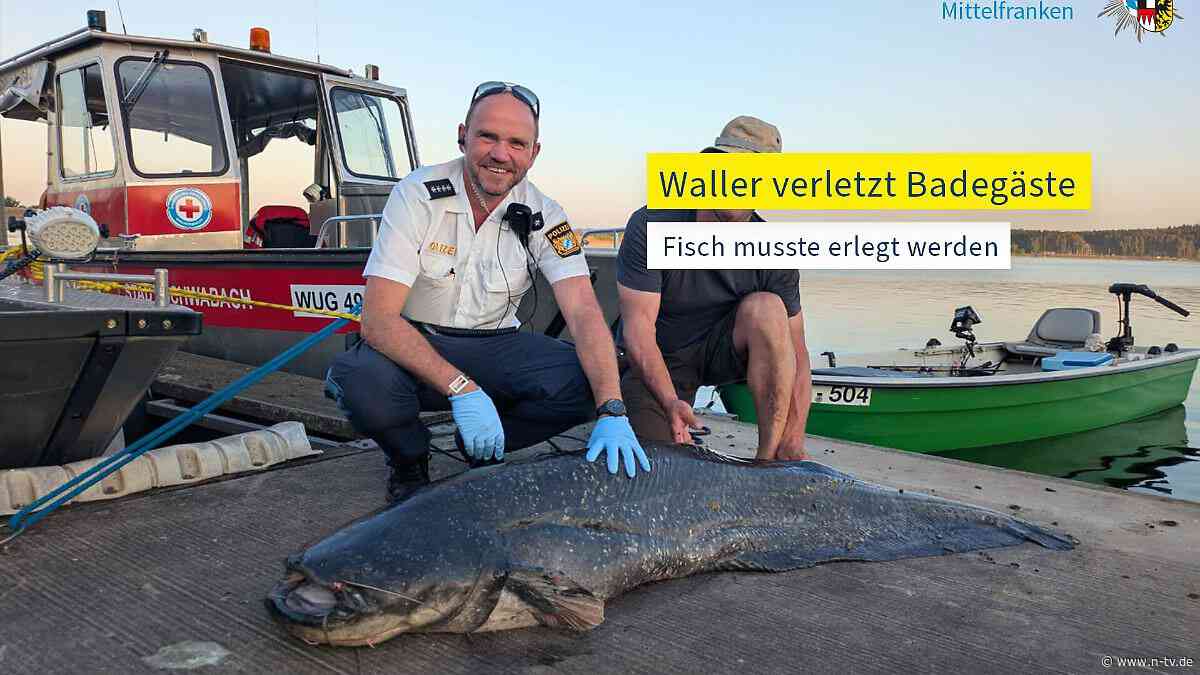 Verstoß gegen Tierschutz?: Landeskriminalamt ermittelt nach Tötung von Wels