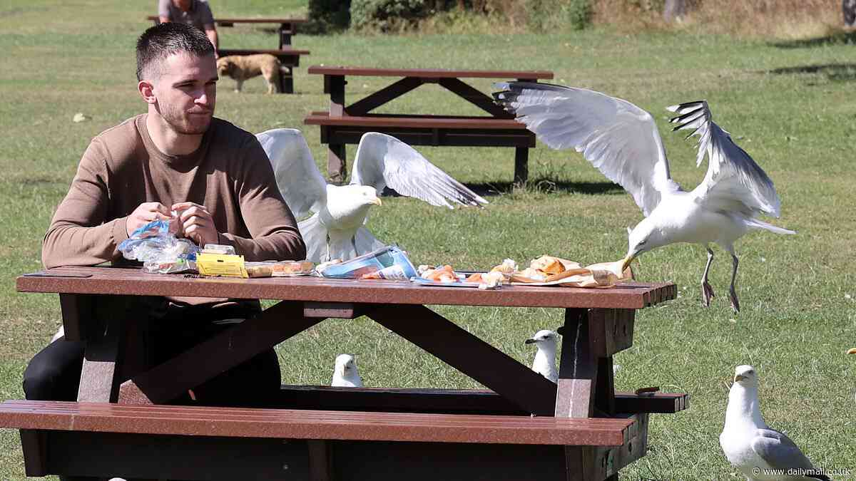 Gull La Carte! Dive-bombing seagulls in South Shields now targeting posh food and fine dining dishes