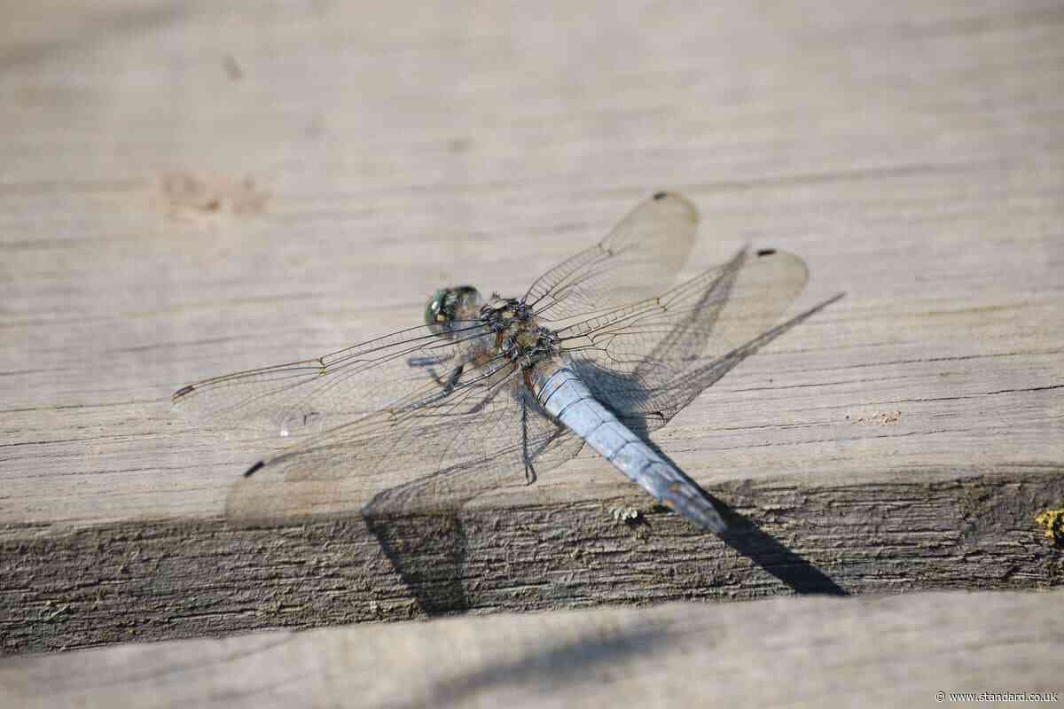 First recorded sighting of rare dragonfly in Belfast hailed by conservationists