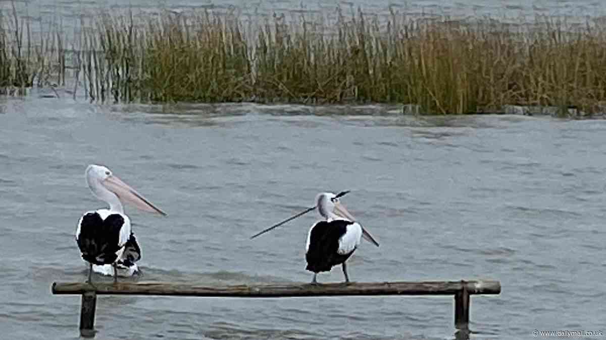 Gruesome picture exposes horrific act against helpless pelican - as authorities launch desperate search
