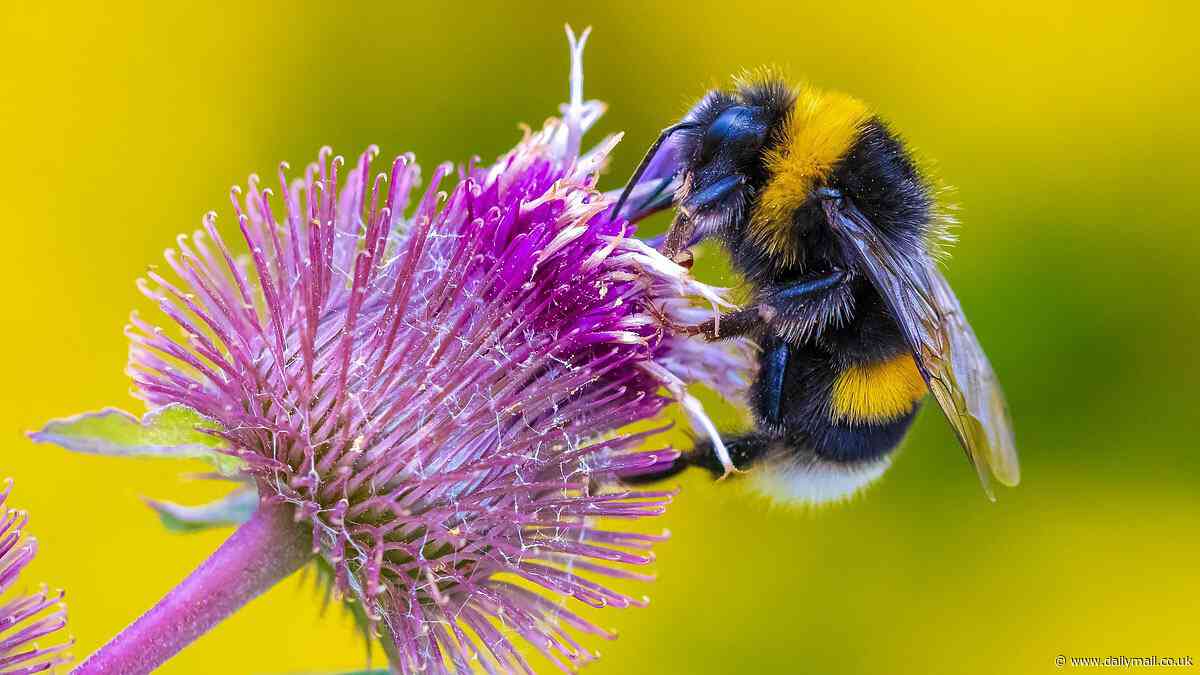 Bees are losing their buzz! Warmer weather reduces frequency and pitch of wing vibrations, researchers warn