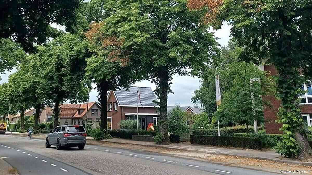 Verbijstering na vergiftiging van rij oude bomen in Gelders dorp: ’Deze actie is ongekend’