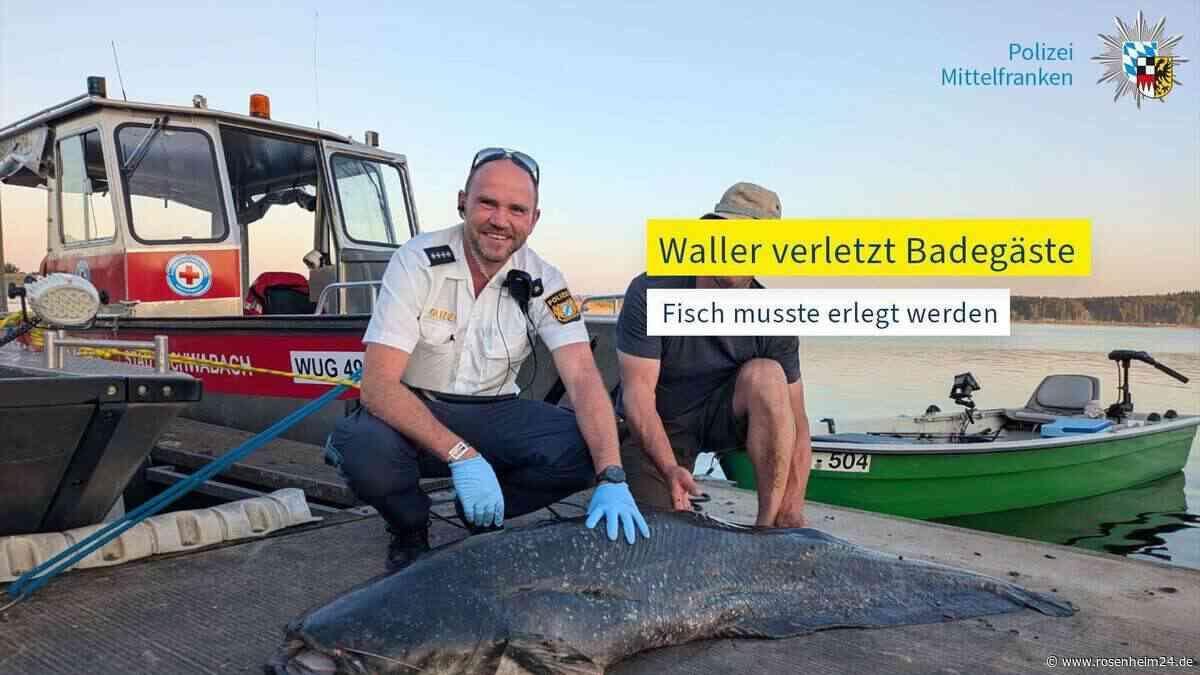 Neues im Wels-Wahnsinn - Fisch überlebte drei Schüsse und verlor dann Kampf gegen Angler