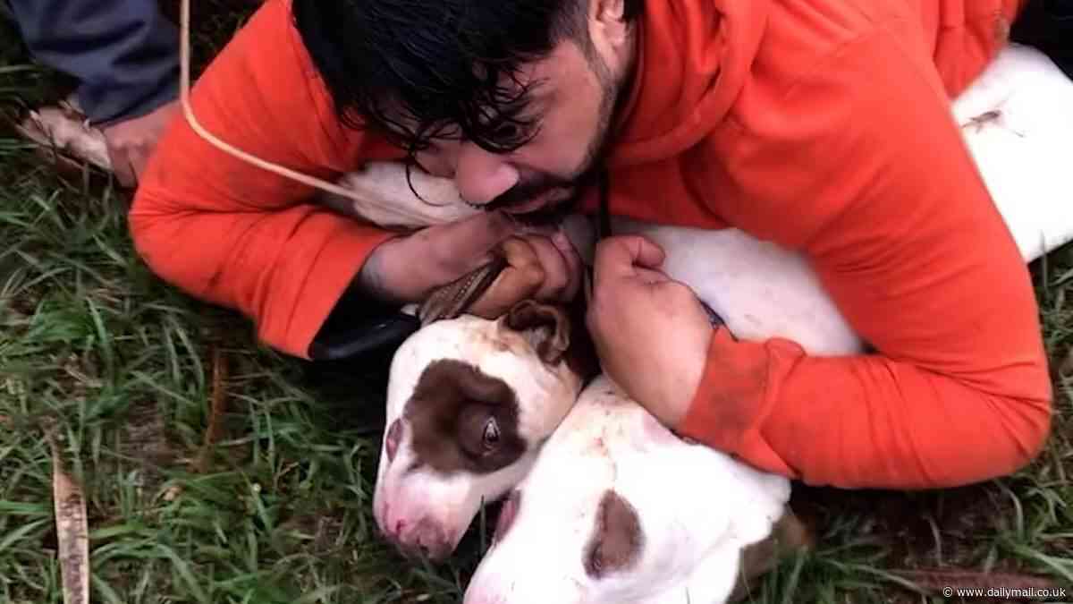Dramatic moment Muay Thai instructor uses martial arts skills to restrain pit bulls after they brutally attacked him