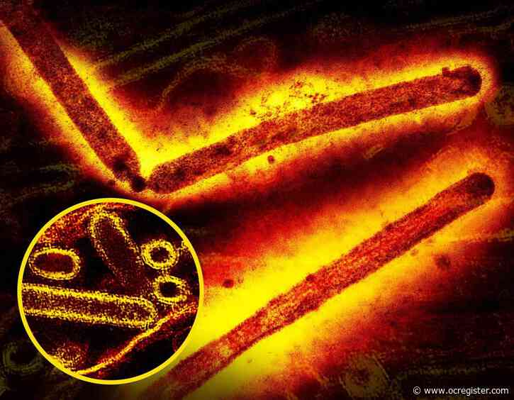 Bird flu emergency response ends in US as infections decline