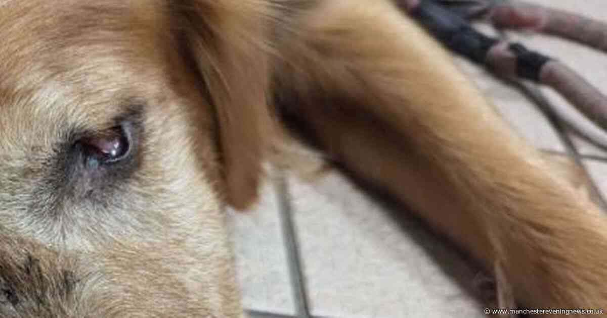 Dog forced to live with horrific injuries after owner refused to pay vet costs