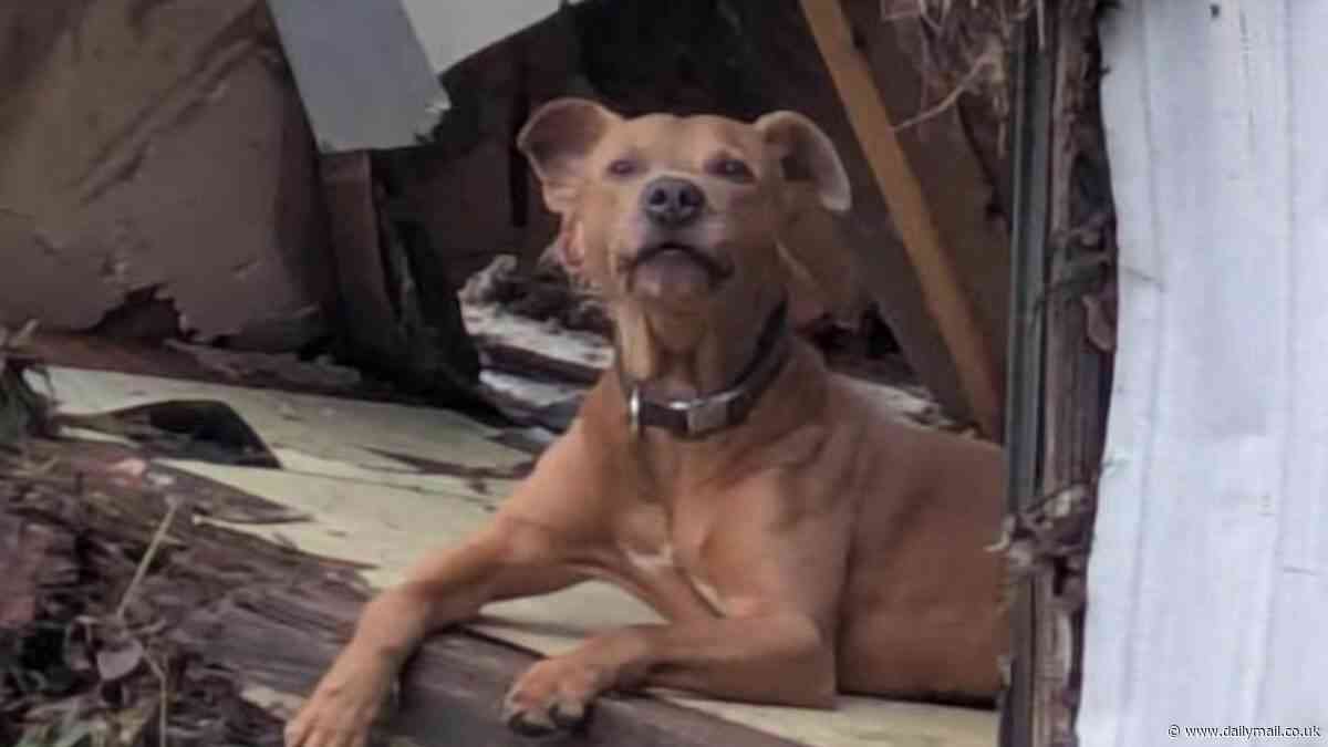 Hellish Texas flooding leaves 'thousands' of pets missing