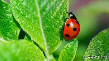Zo krijg je meer lieveheersbeestjes in je tuin (die gek zijn op bladluizen)