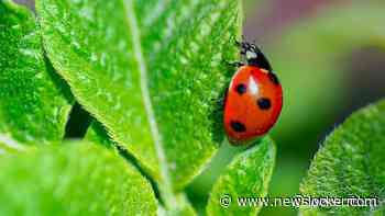 Zo krijg je meer lieveheersbeestjes in je tuin (die gek zijn op bladluizen)