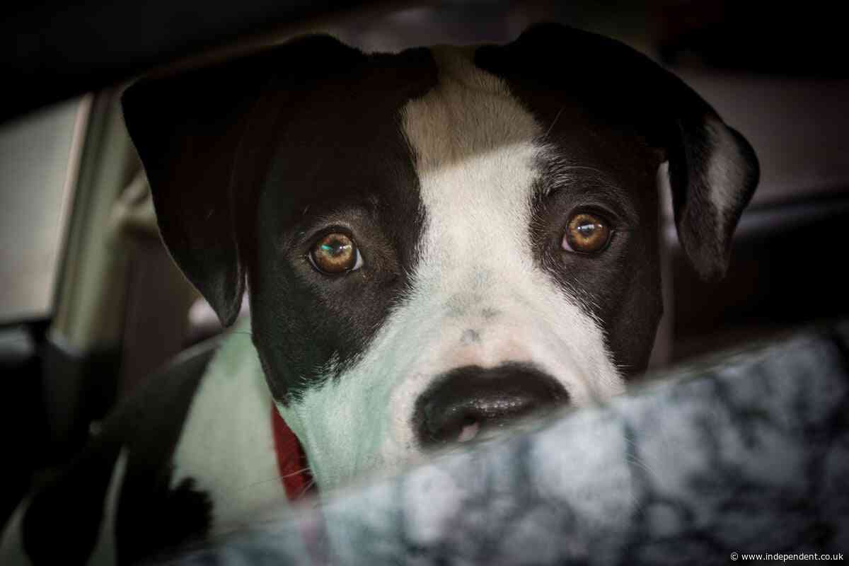 1-year-old killed instantly after family pit bull bit into baby’s neck