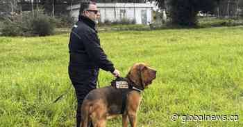Italy’s heroic police bloodhound found dead after eating food laced with nails