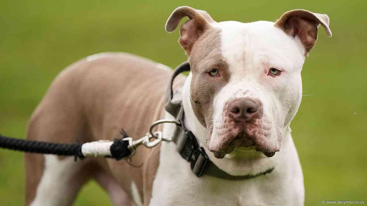 Woman, 69, airlifted to hospital after being 'attacked by two XL Bully dogs and another hound': Man, 76, is charged over mauling