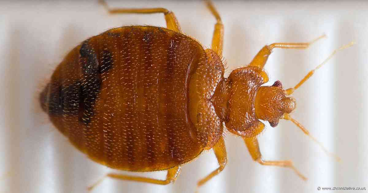 Seven signs bed bugs are infesting your home and the best ways to remove them for good