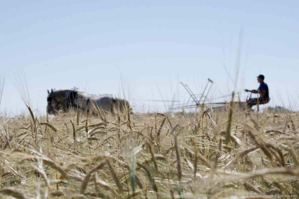 Saddle Hills joins other communities in declaring an agriculture emergency