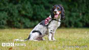 Trainee hearing puppy saves trainer's life